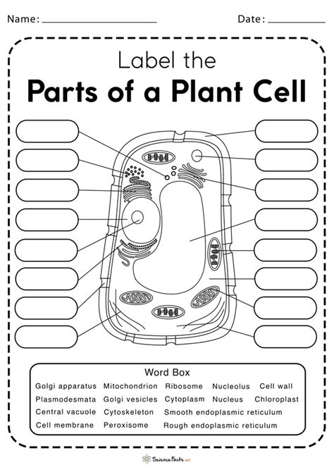 parts of a plant cell worksheet answers